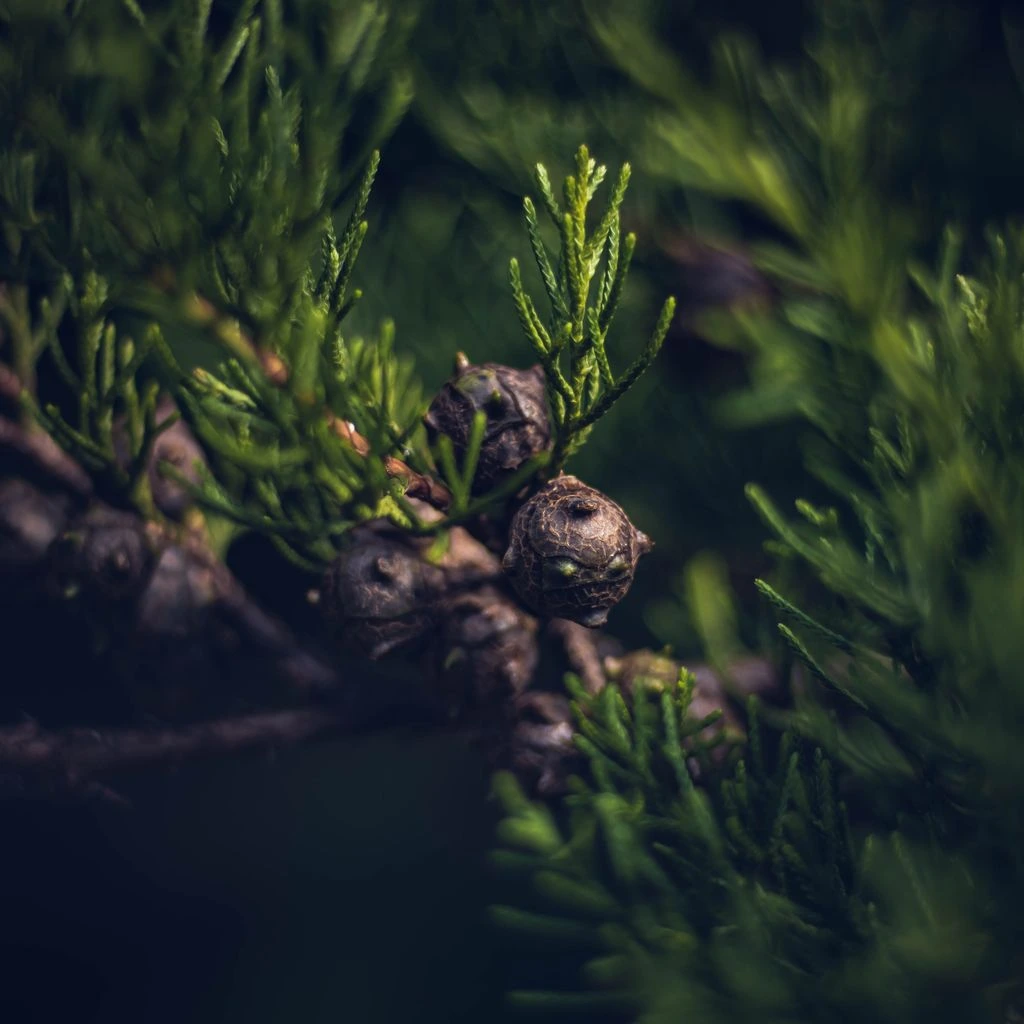 Mood still life of cedar shavings and charred oak representing the woody family.